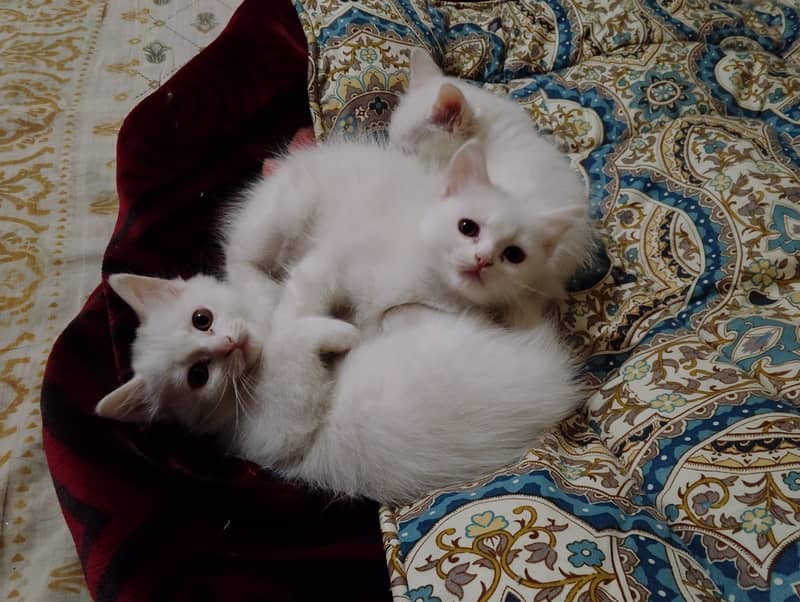 Male & female Kitten available 0