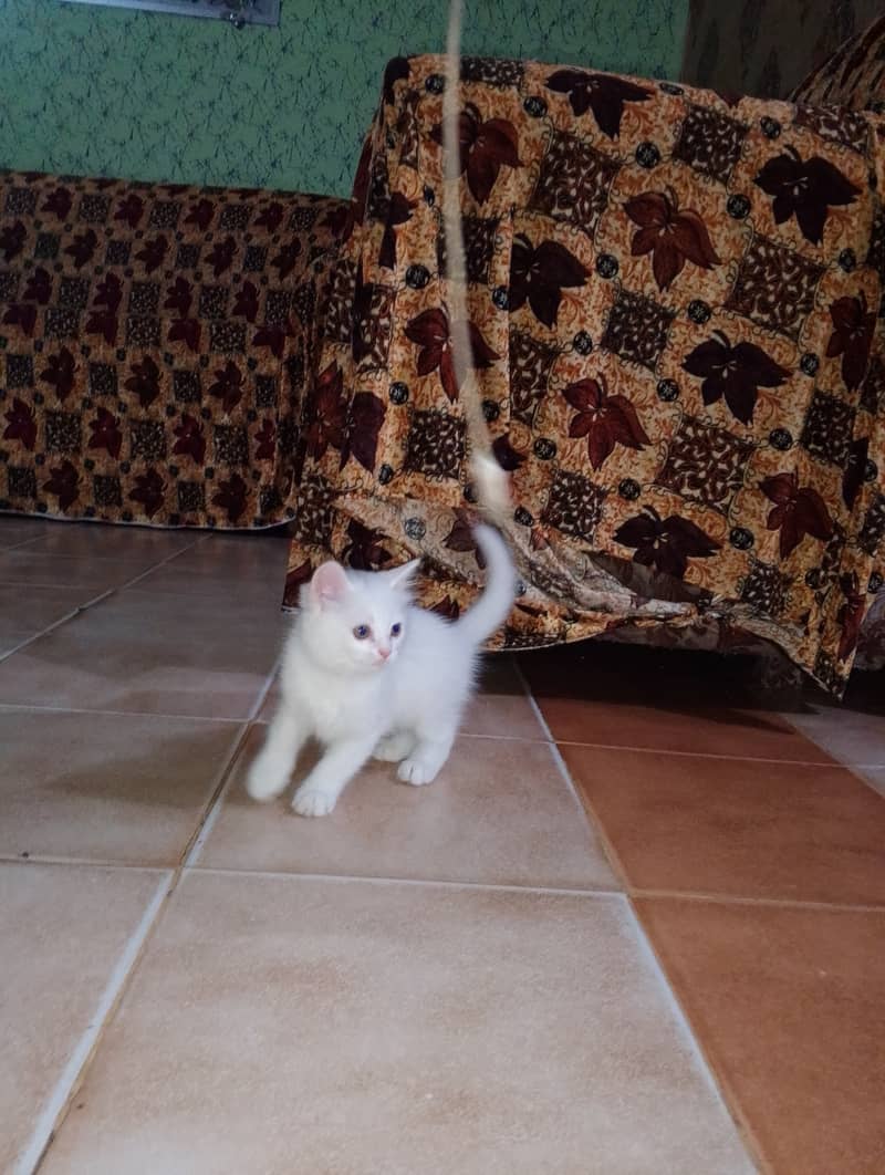 Male & female Kitten available 1