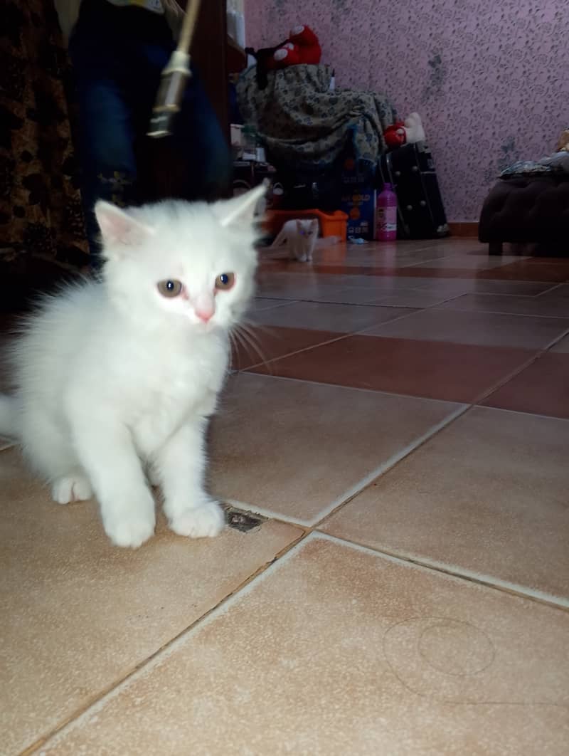 Male & female Kitten available 2