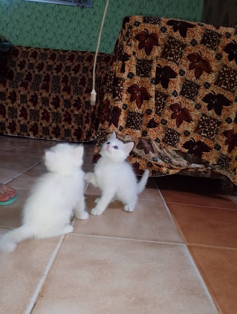 Male & female Kitten available 4