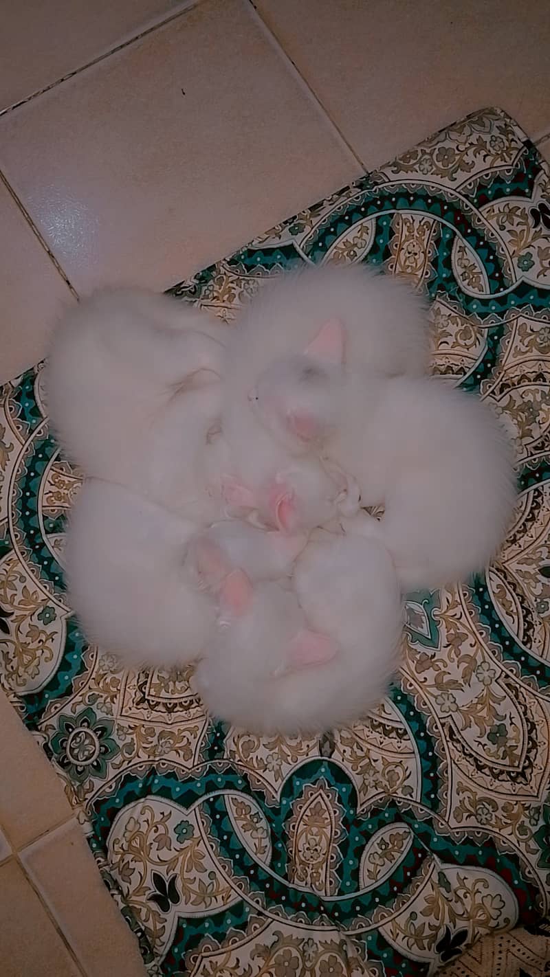 Male & female Kitten available 5