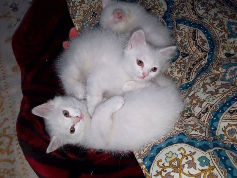 Male & female Kitten available 7