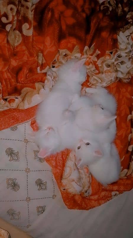 Male & female Kitten available 9