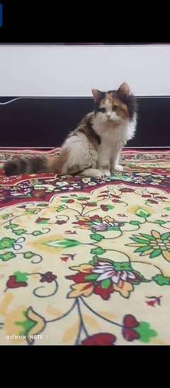 Doll face  Persian calico rare color adult female on heat