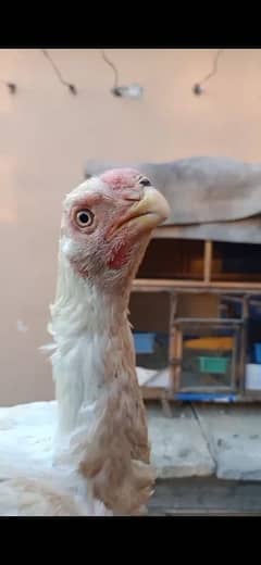 indian Parrot Beak Cross Chicks Available For Sale.