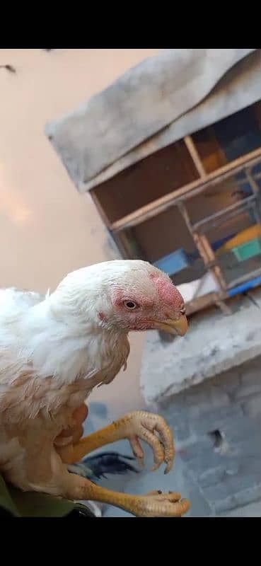 indian Parrot Beak Cross Chicks Available For Sale. 15