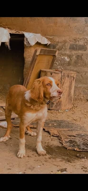 English Pointer for sale 1