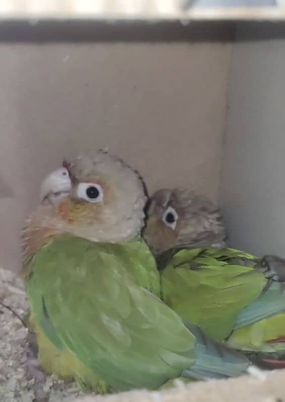 PINEAPPLE CONURE BREEDER PAIR + DNA COMFIRM PAIR 1