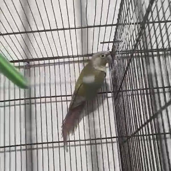 PINEAPPLE CONURE BREEDER PAIR + DNA COMFIRM PAIR 2