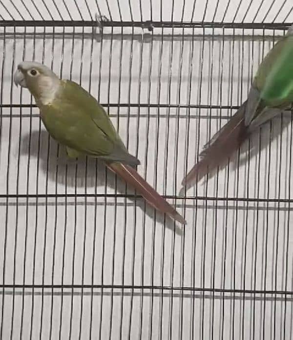 PINEAPPLE CONURE BREEDER PAIR + DNA COMFIRM PAIR 3