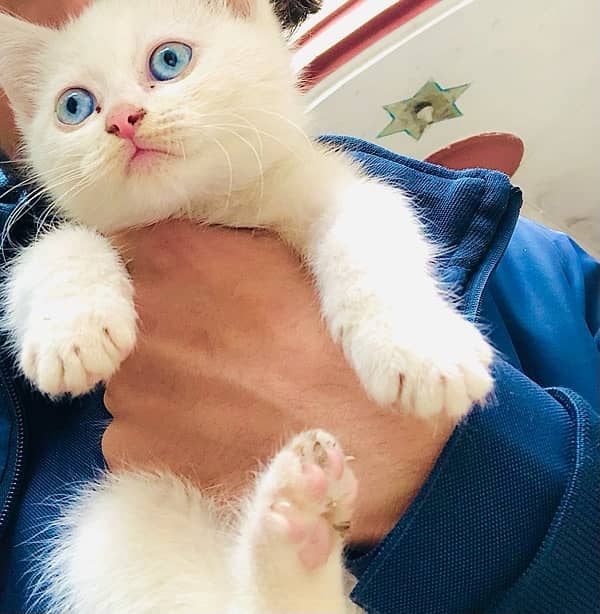 Pure Persian white female kitten 0