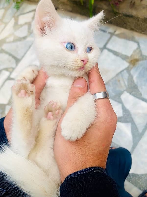 Pure Persian white female kitten 2