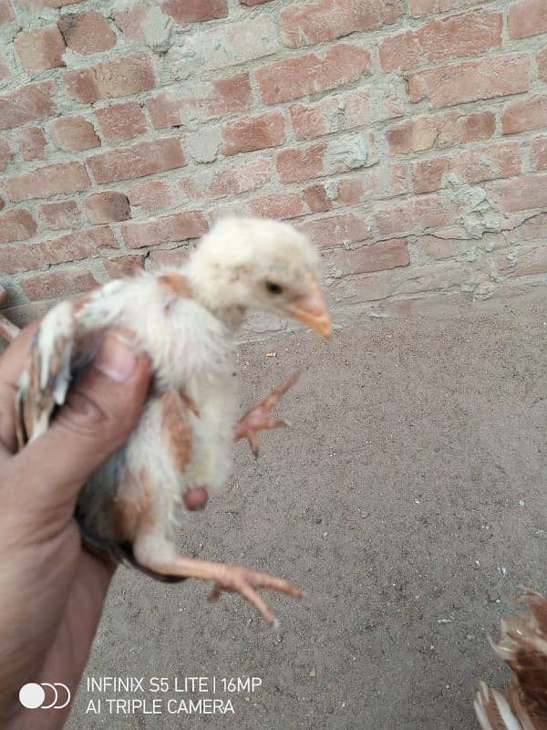 Chiks For sale 2