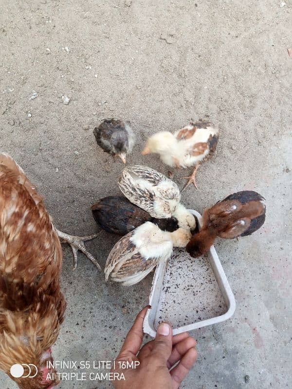 Chiks For sale 3