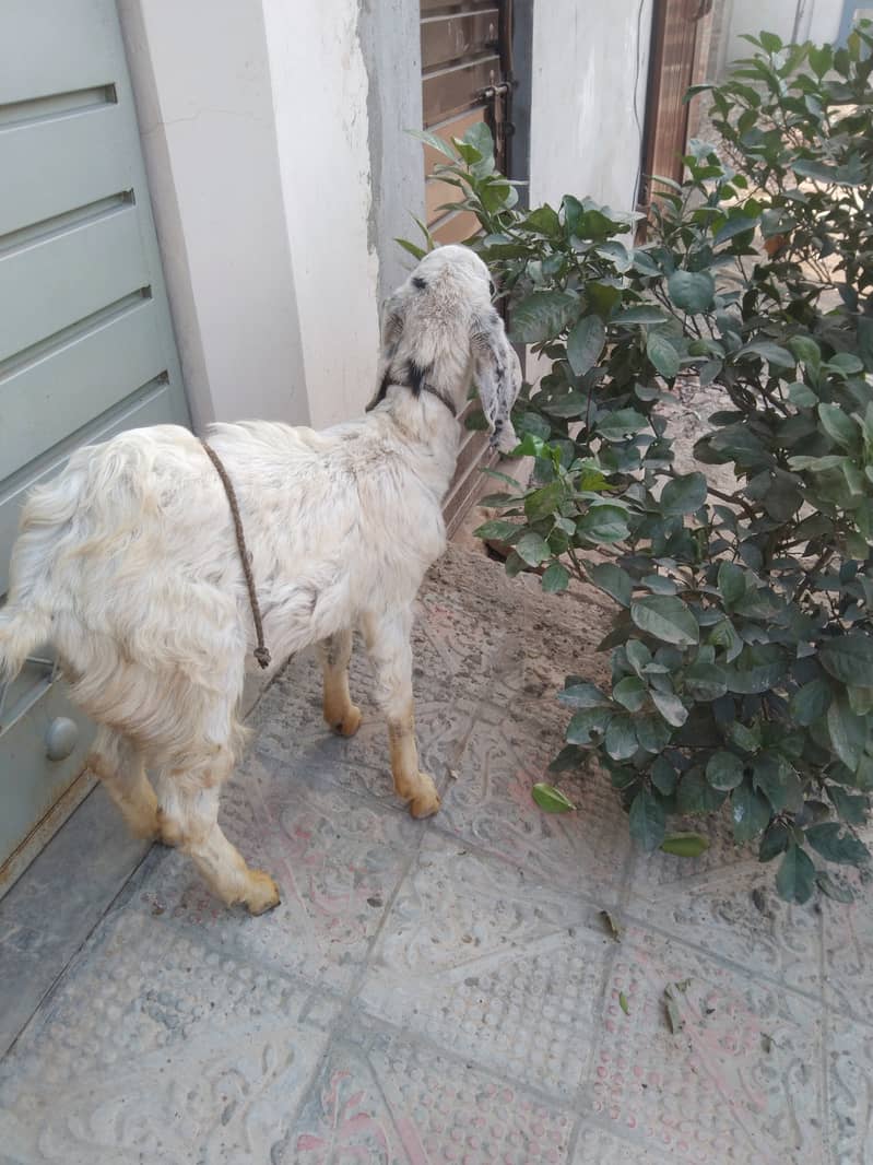 white bakra 0