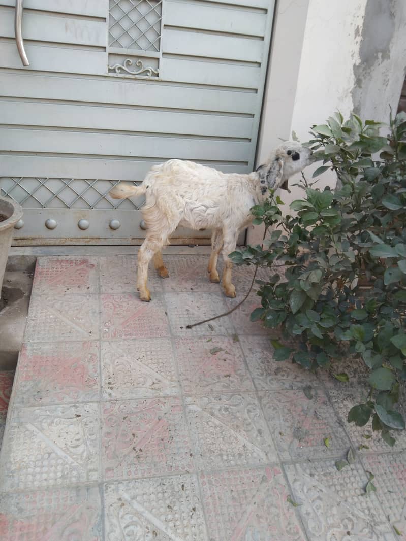 white bakra 1