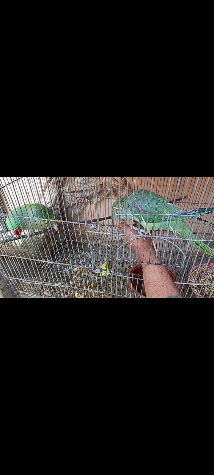 Pahari tota - pair (Alexander parrot) 3