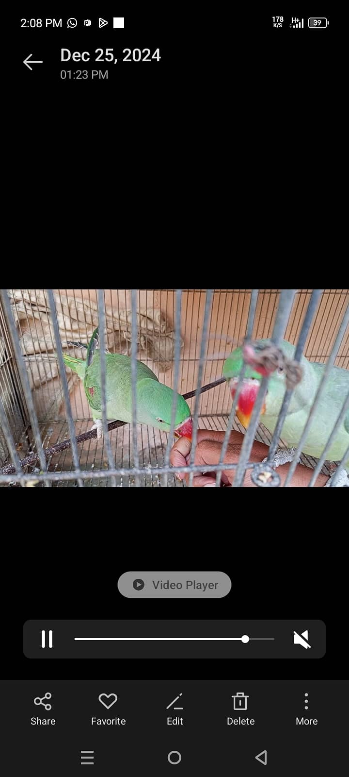 Pahari tota - pair (Alexander parrot) 4