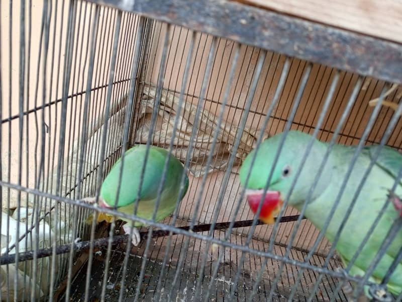 Pahari tota - pair (Alexander parrot) 6