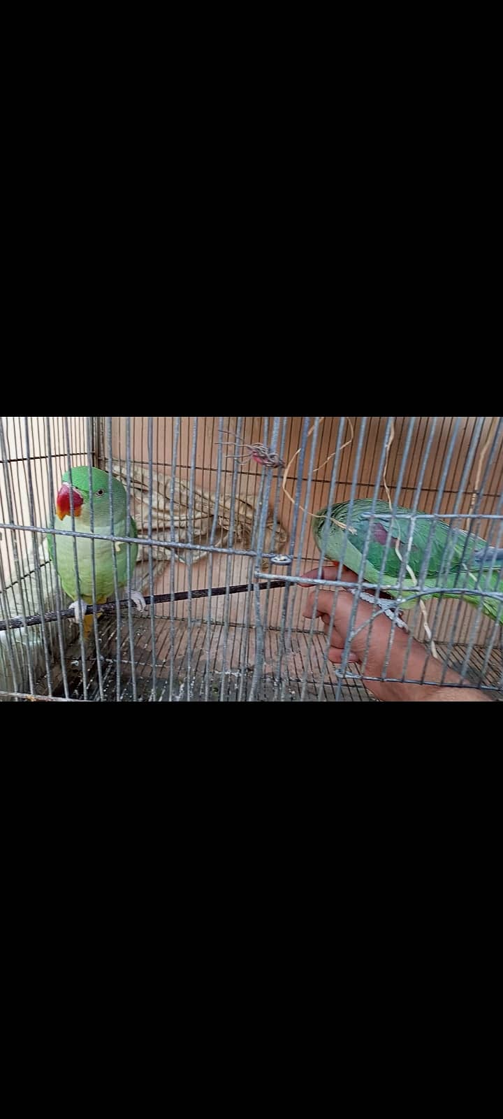 Pahari tota - pair (Alexander parrot) 7