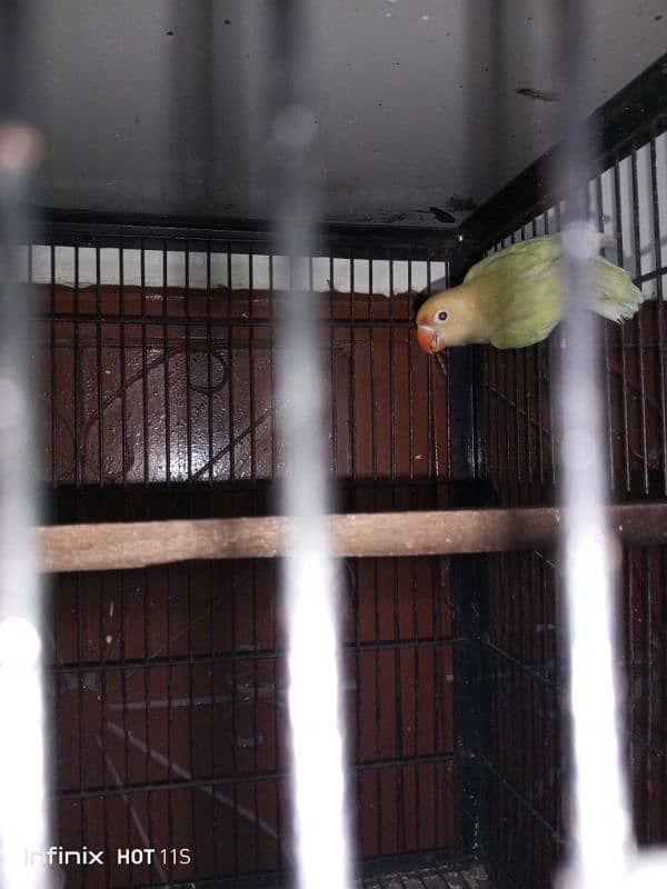 good size decino confirmed breeder DNA pair for sale  with eggs 1