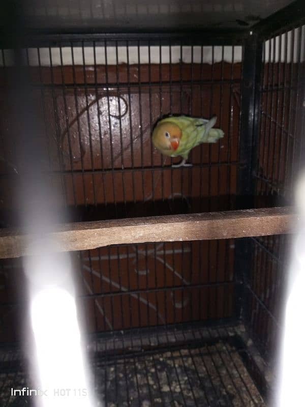 good size decino confirmed breeder DNA pair for sale  with eggs 3