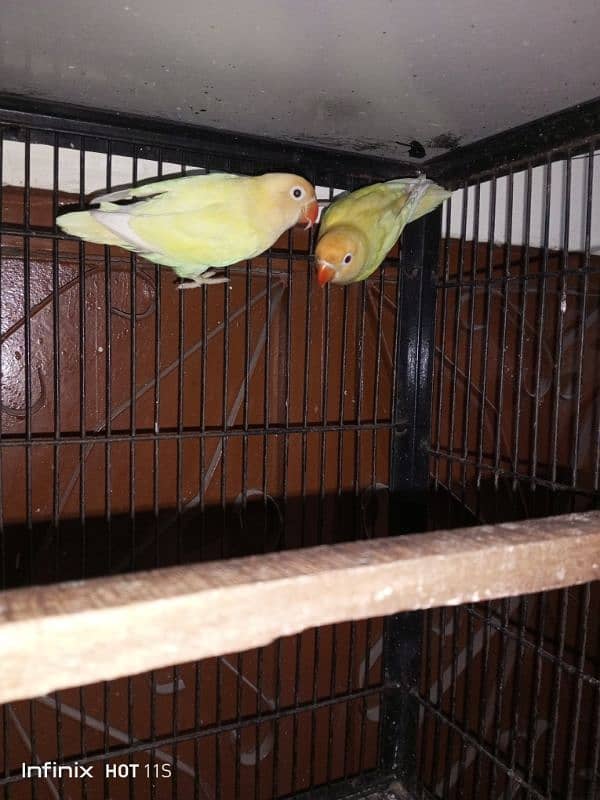 good size decino confirmed breeder DNA pair for sale  with eggs 4