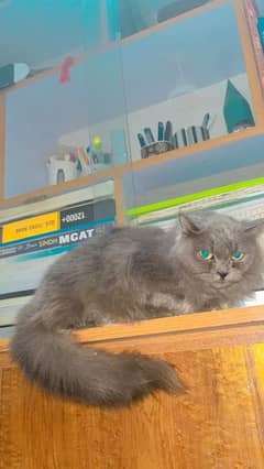 Persian nardo grey kitten 6month age