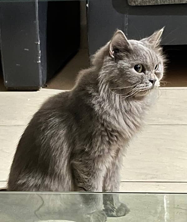 Persian nardo grey kitten 6month age 1