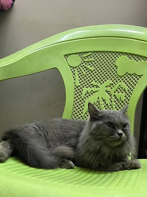 Persian nardo grey kitten 6month age 2