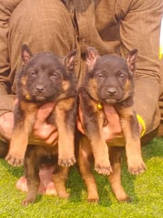 German Shepherd long coat pair 2 month