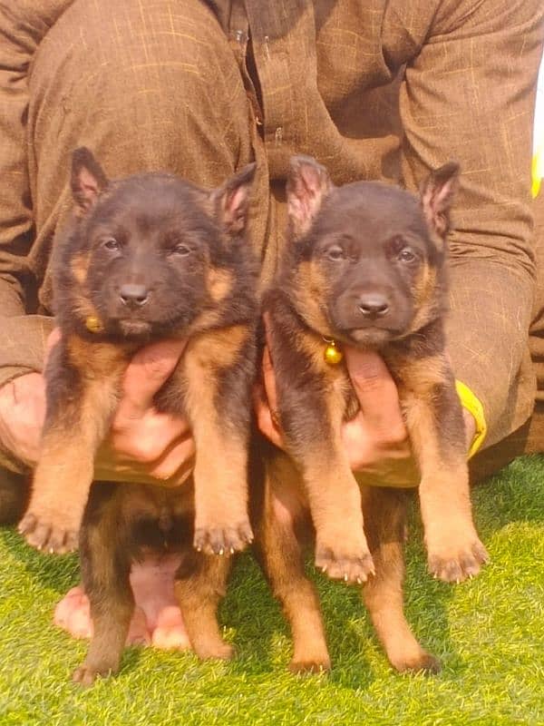 German Shepherd long coat pair 2 month 0