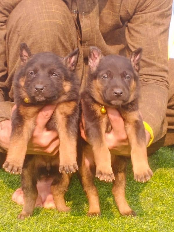 German Shepherd long coat pair 2 month 1