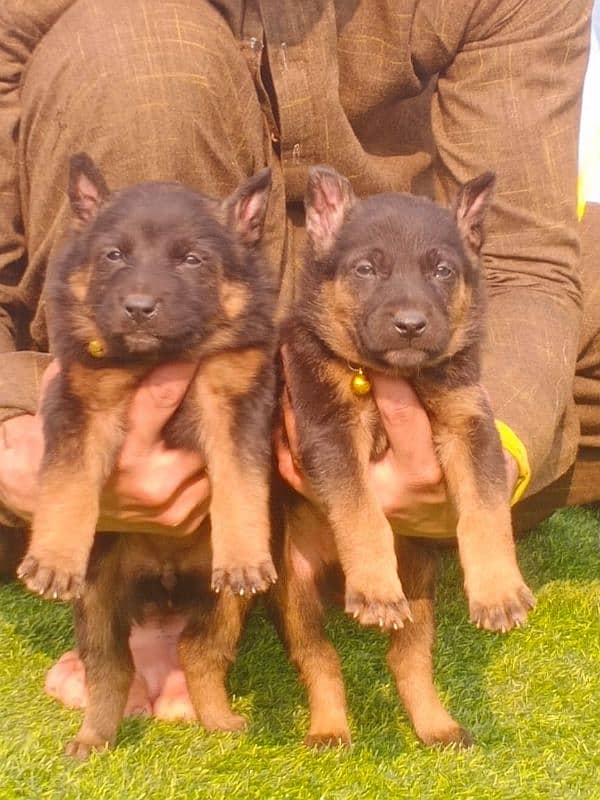 German Shepherd long coat pair 2 month 2