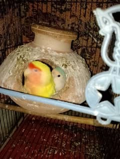 Love Birds 2 Breeder Pairs and 1 adult parrot with Black Cage