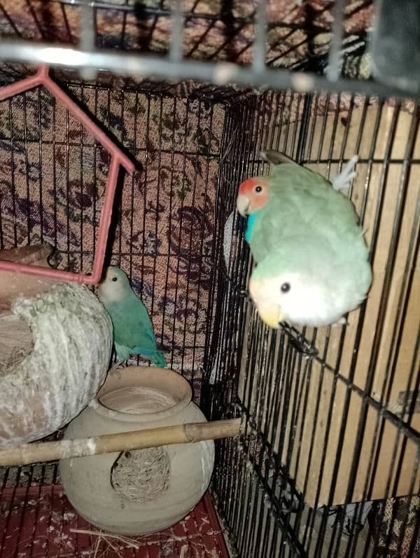 Love Birds 2 Breeder Pairs and 1 adult parrot with Black Cage 1