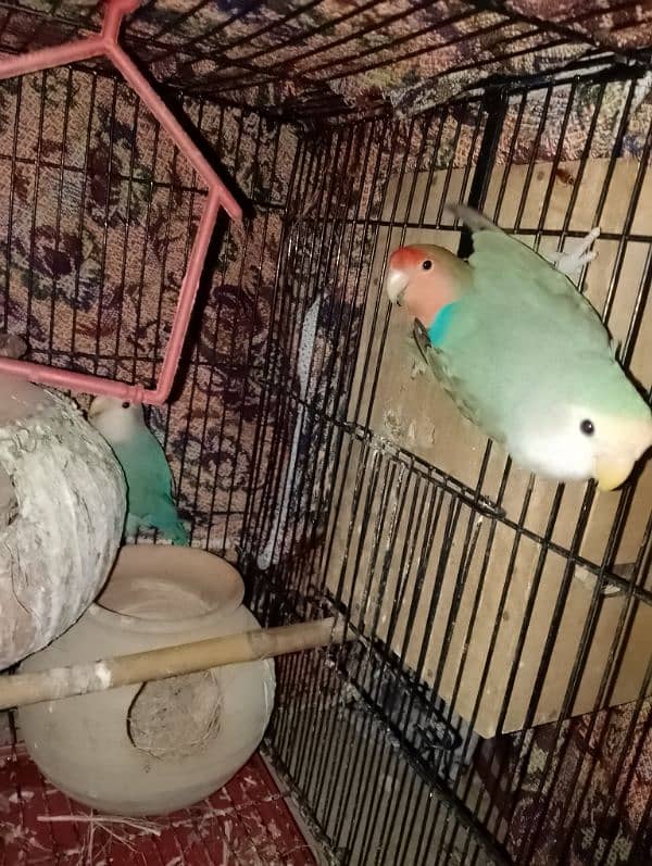 Love Birds 2 Breeder Pairs and 1 adult parrot with Black Cage 2