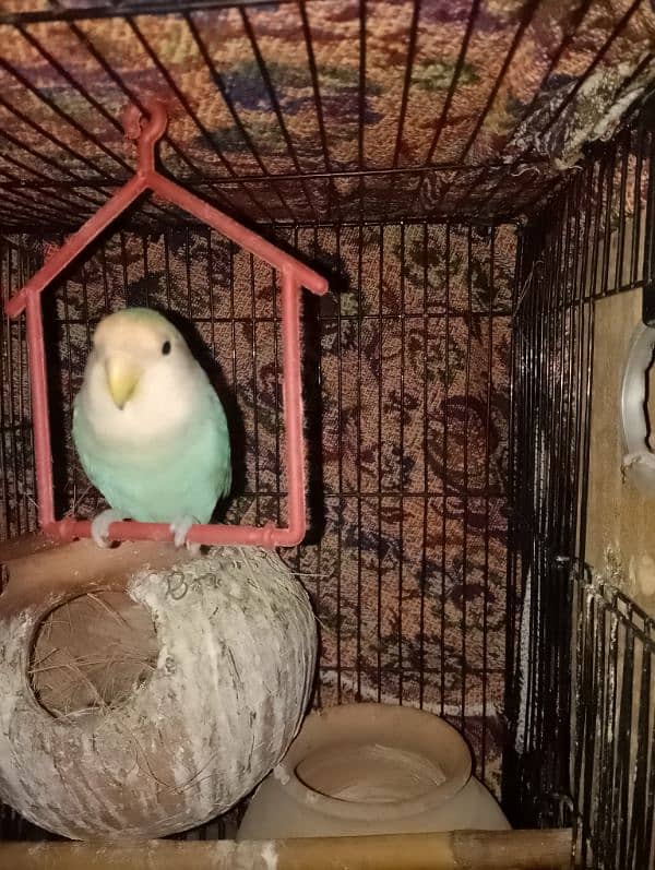 Love Birds 2 Breeder Pairs and 1 adult parrot with Black Cage 4