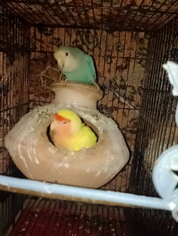 Love Birds 2 Breeder Pairs and 1 adult parrot with Black Cage 5