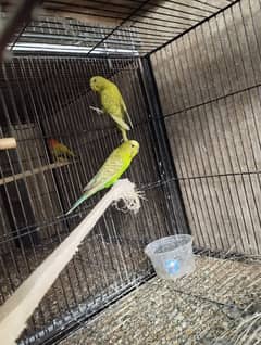 Australian Parrot Breeder Pair & 2 Chiks