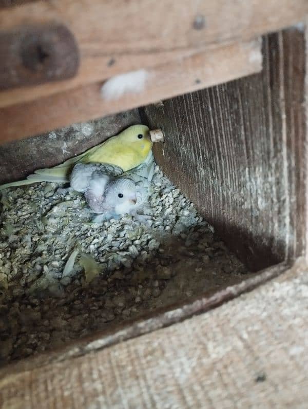 Australian Parrot Breeder Pair & 2 Chiks 1