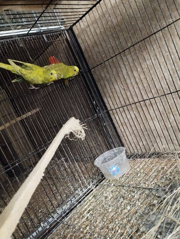 Australian Parrot Breeder Pair & 2 Chiks 2