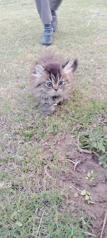 3 month kitten available 0