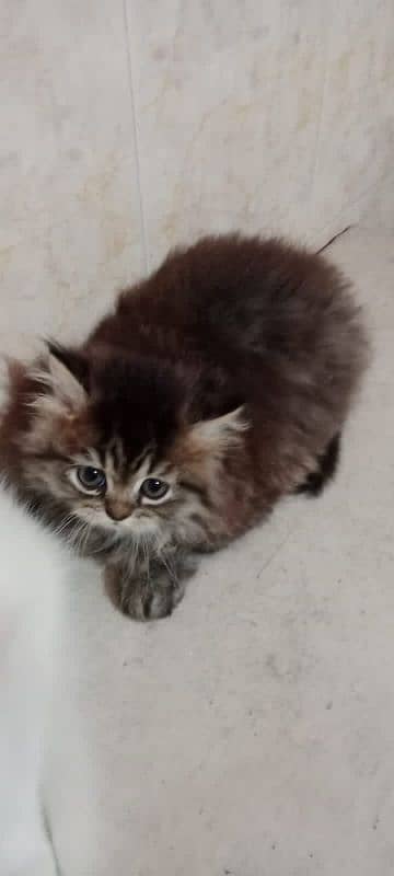 3 month kitten available 1