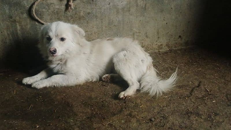 Russian male dog urgent for sale 3