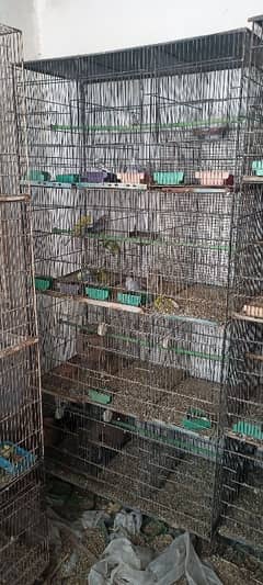 birds cages for sale