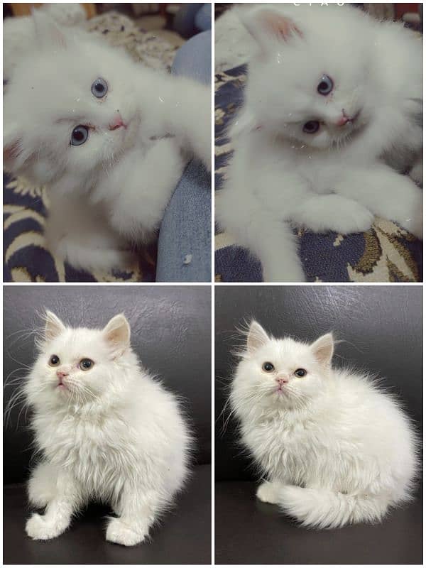 pair persian kittens available litter train 0