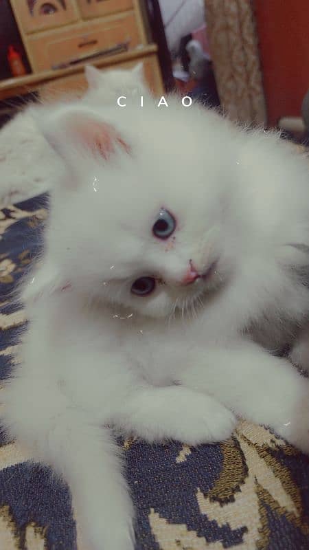 pair persian kittens available litter train 2