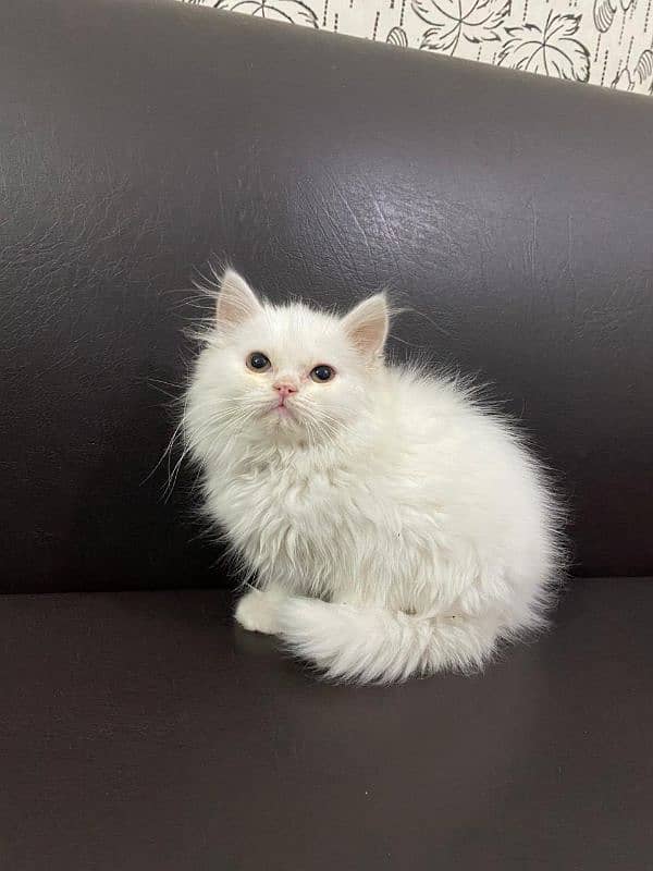 pair persian kittens available litter train 4