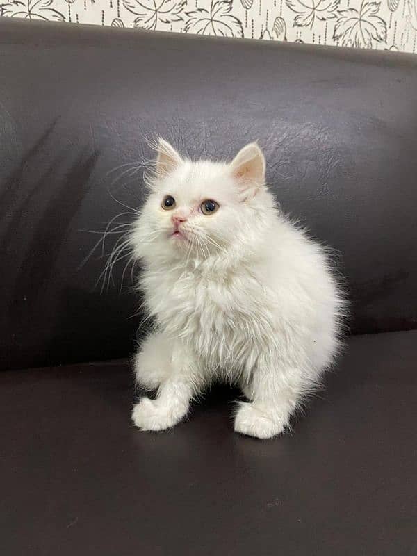 pair persian kittens available litter train 5